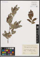 Foto von Salix appendiculata Vill. x Salix purpurea L.
